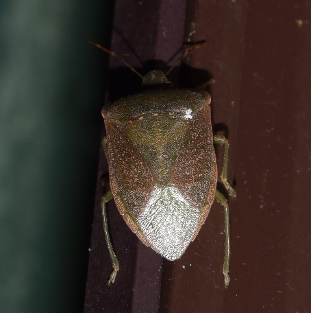 Pentatomidae: Nezara viridula (in abito invernale)